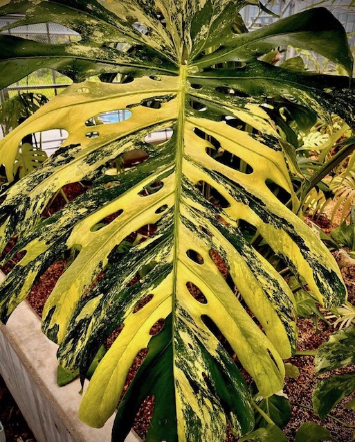 モンステラ デリシオーサ スーパーミント(Monstera deliciosa var