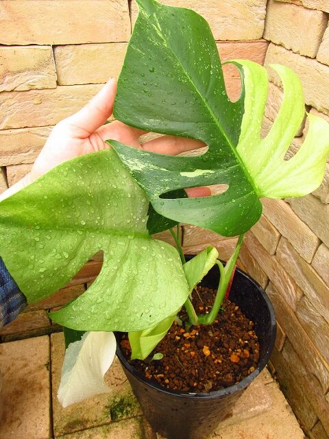 モンステラ ボルシギアナ セブブルーミント 最高個体(Monstera