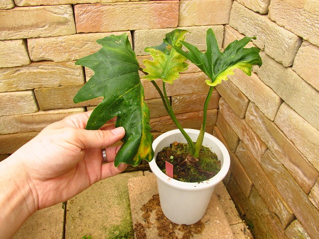 フィロデンドロン セローム稀少斑入り(Philodendron selloum variegata