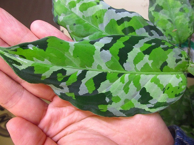 アグラオネマ アンダマン ポートブレア 北部地域産 タイプ2 | 希少