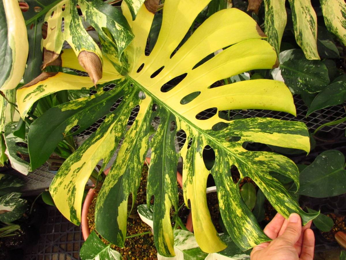 モンステラ デリシオーサ マリンゴールド 実生選抜品 (Monstera