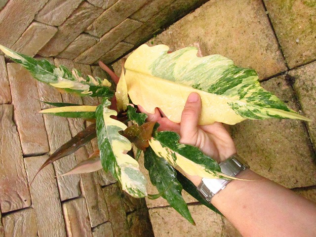 フィロデンドロン キャラメルマーブル 極上 (Philodendron caramel