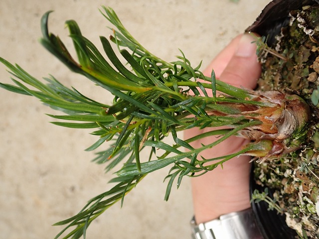 ソテツ 多頭帯化葉(Cycas revoluta Mutant cristed form) | 希少植物の