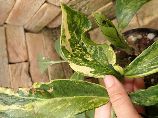 ザミオクルカス・ザミフォリア 極麗斑入り ミューテーション | 希少