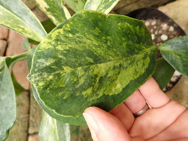 ザミオクルカス・ザミフォリア 極麗斑入り ミューテーション | 希少