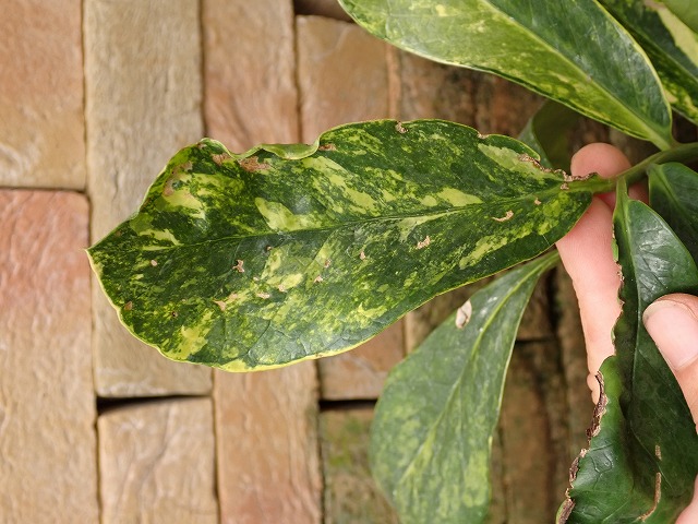 ザミオクルカス・ザミフォリア 極麗斑入り ミューテーション | 希少