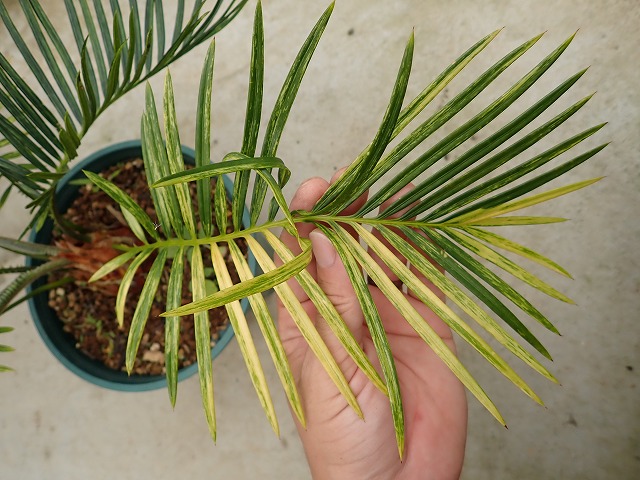 ソテツ 蘇鉄斑入り(Cycas revoluta variegata) | 希少植物の販売