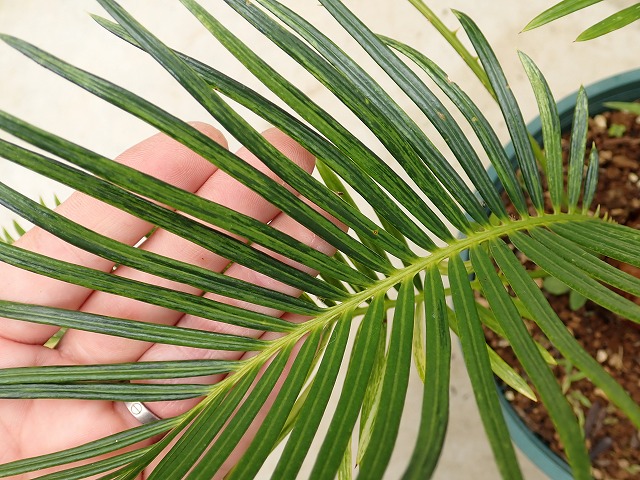 ソテツ 蘇鉄斑入り(Cycas revoluta variegata) | 希少植物の販売