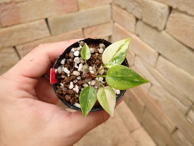 アンスリウム ピンクチャンピョン 斑入り（Anthurium 'Pink Champion