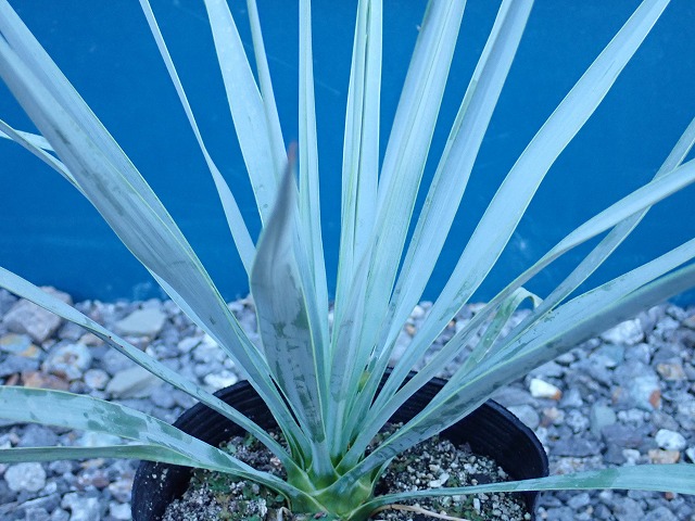 ユッカ ロストラータ シルバーブルー(Yucca rostrata seed selected