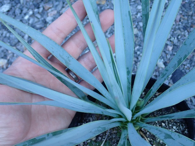 ユッカ ロストラータ シルバーブルー(Yucca rostrata seed selected