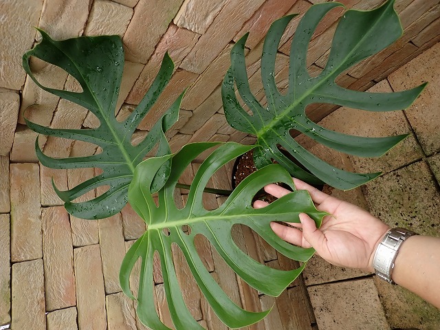 モンステラ デリシオーサ スケルトン スペシャルオリジナルクローン