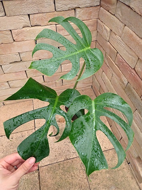 モンステラ デリシオーサ スケルトン オリジナルクローン(Monstera