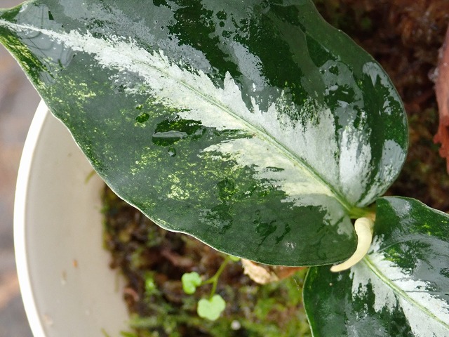 アグラオネマ ピクタム トリカラー バリエガータ アチェ産(Aglaonema