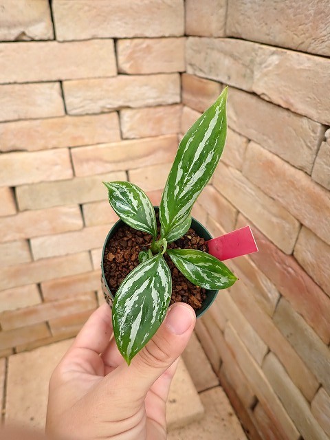 アグラオネマ ニティドゥーム カーティシー Aglaonema nitidum cv