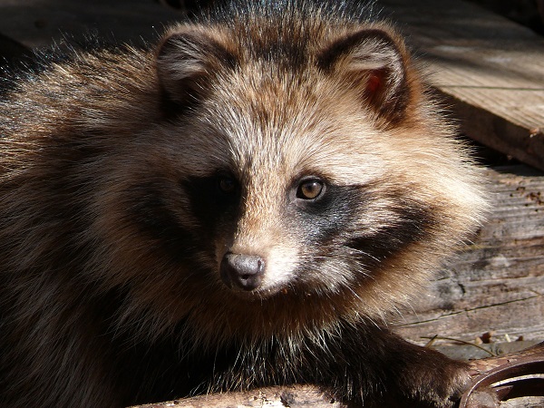 アブなすぎる害獣図鑑！農家の敵とその撃退方法 ～タヌキ編