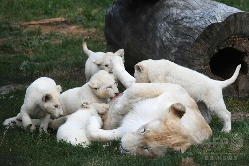 極めて珍しい五つ子のホワイトライオン、チェコ 写真18枚 国際ニュース