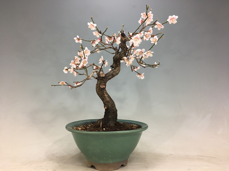 甲州野梅 ※実生ピンク変わり花 - 梅 [赤富士園]