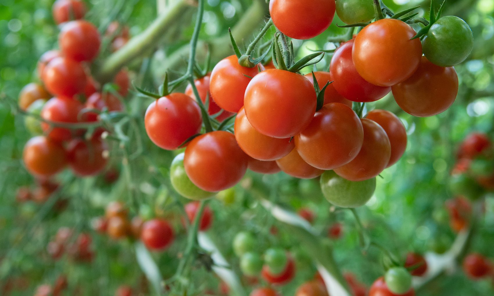 ミニトマトについて – JA愛知みなみミニトマト部会