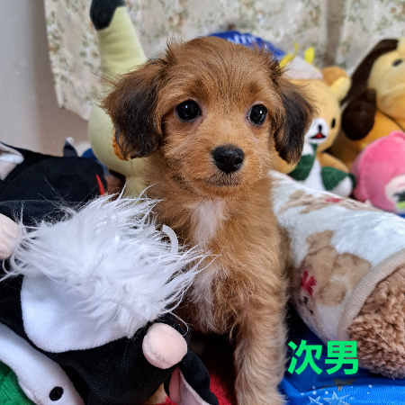 マルプー - 京都府 男の子 2025/01/15 ブラウン系（茶色） PY000004404