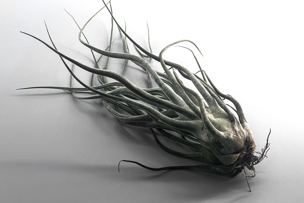 雪化粧の激レアカプト【ティランジア・ソノランスノー】Tillandsia