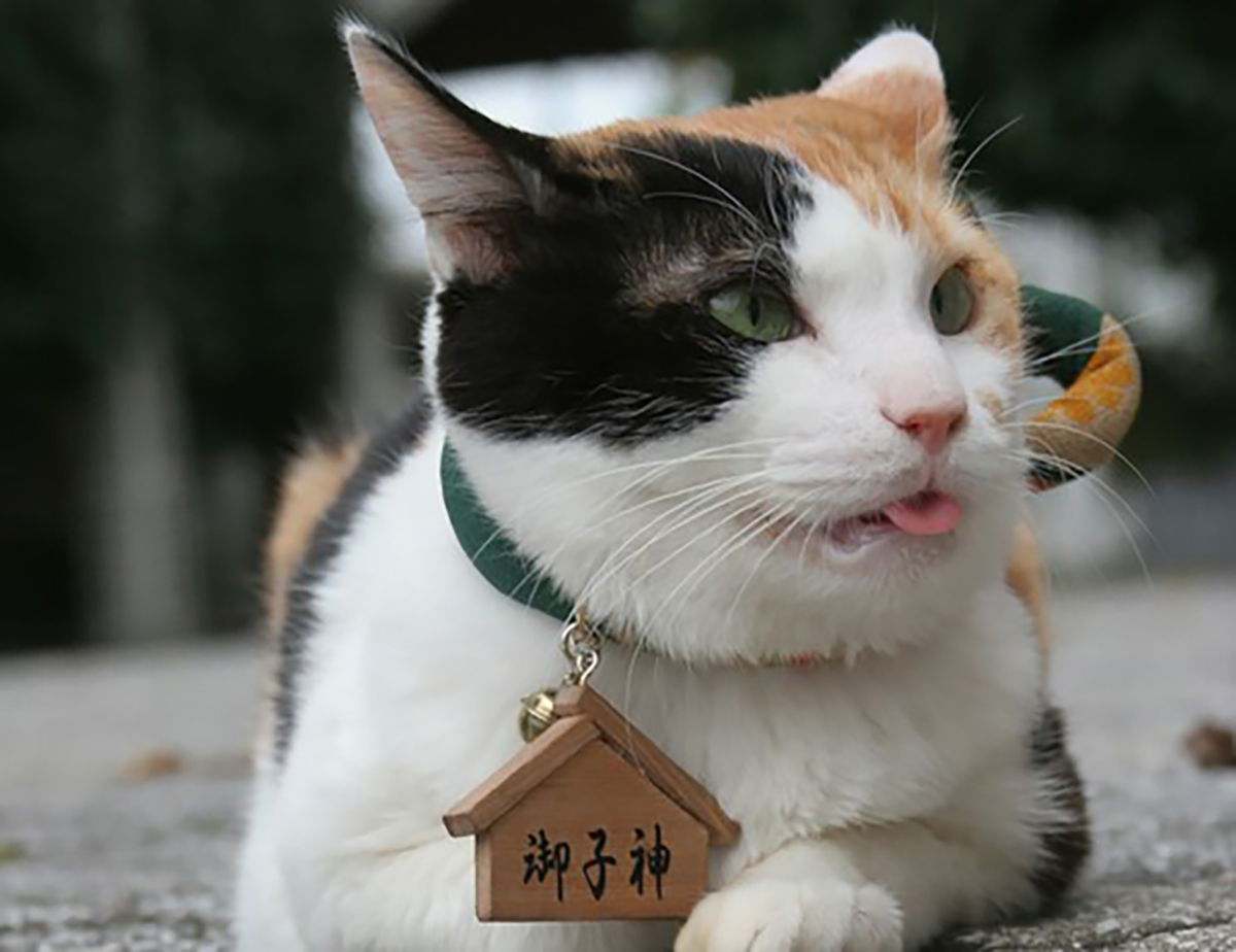 DNA浪漫紀行 第2話「幸運を招くオスの三毛猫」 - 株式会社 エアー