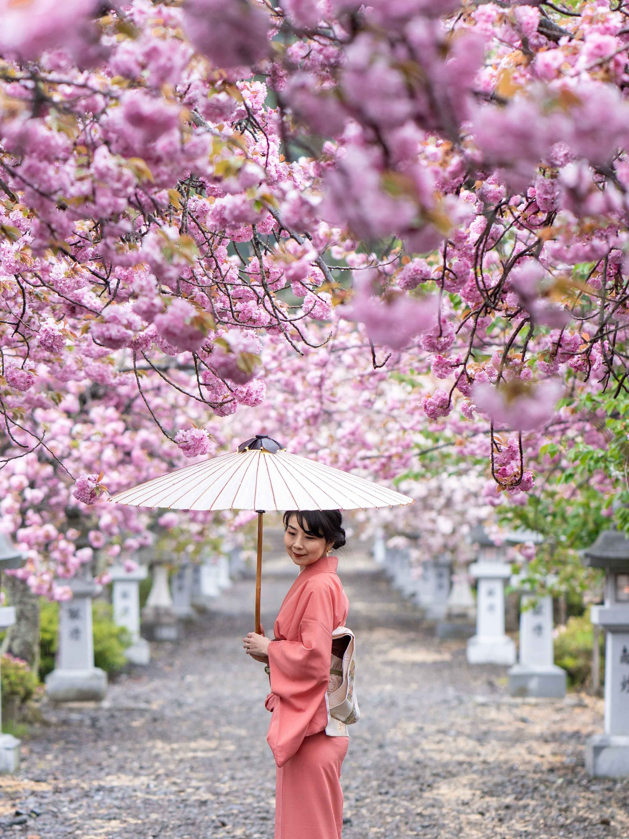 幾重にも重なった美しい花びらの遅咲きの桜🌸八重桜 | Trip.com 長浜