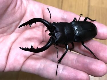 ヤエヤママルバネクワガタの大歯型は簡単！～3令幼虫からは「860cc