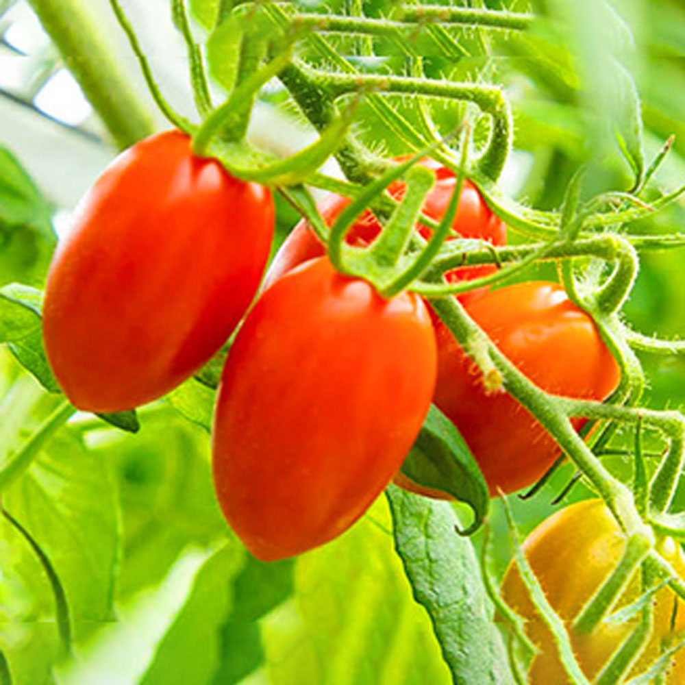 OSMICトマト PRINCESSトマト120g（4P） – AOYAMA GIFT SALON