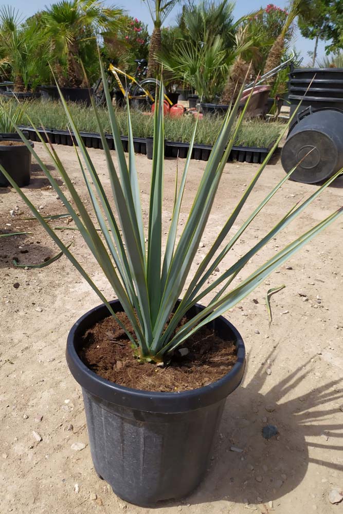 ユッカ・リギダ - Algorós Viveros