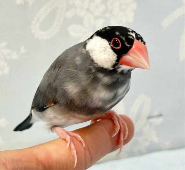 ❣️最新画像❣️白黒の水玉模様がとっても可愛い🥰‪‎🤍‬‪⋆͛*͛桜文鳥‬