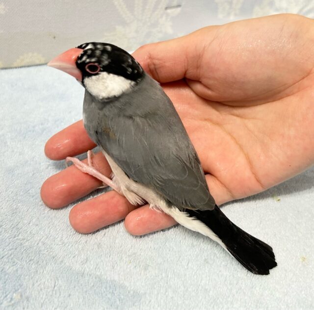 ❣️最新画像❣️白黒の水玉模様がとっても可愛い🥰‪‎🤍‬‪⋆͛*͛桜文鳥‬