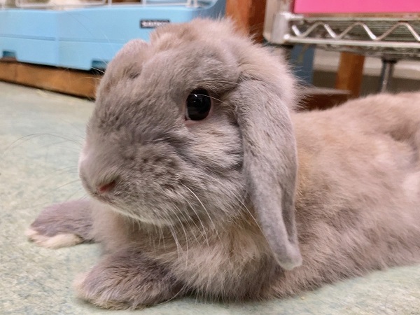 ロップイヤーラビット（トート） こう見えてやんちゃでイタズラっ子！