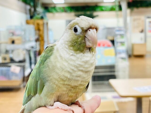 最新画像更新🪄】かまってアピールが止まらない♡♡ウロコインコ