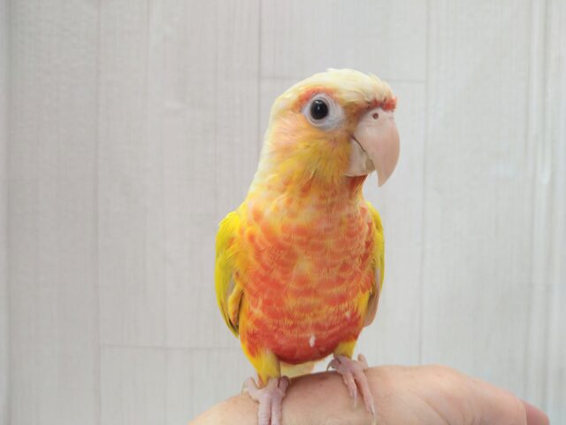 最新画像あります🌟ヒナ餌卒業🎓明るいイエローが素敵なサンサンカラー☀️