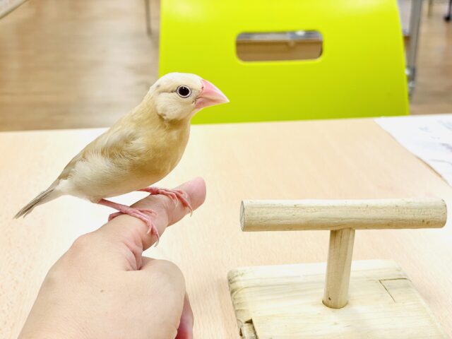 最新画像】成長がたのしみ☺️シナモン文鳥
