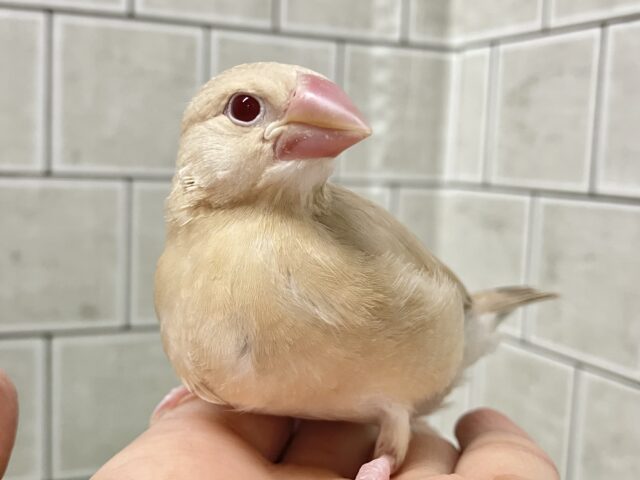 ✨最新画像✨あっちにこっちに🛣くるくるマイタケ🍄✧*｡シナモン