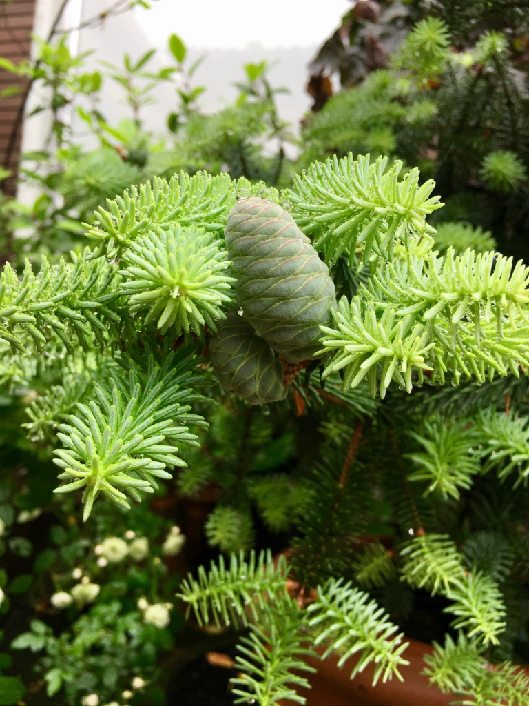 美しい新芽 その2 Abies pinsapo `Glauca' アビエス ヌミディカ