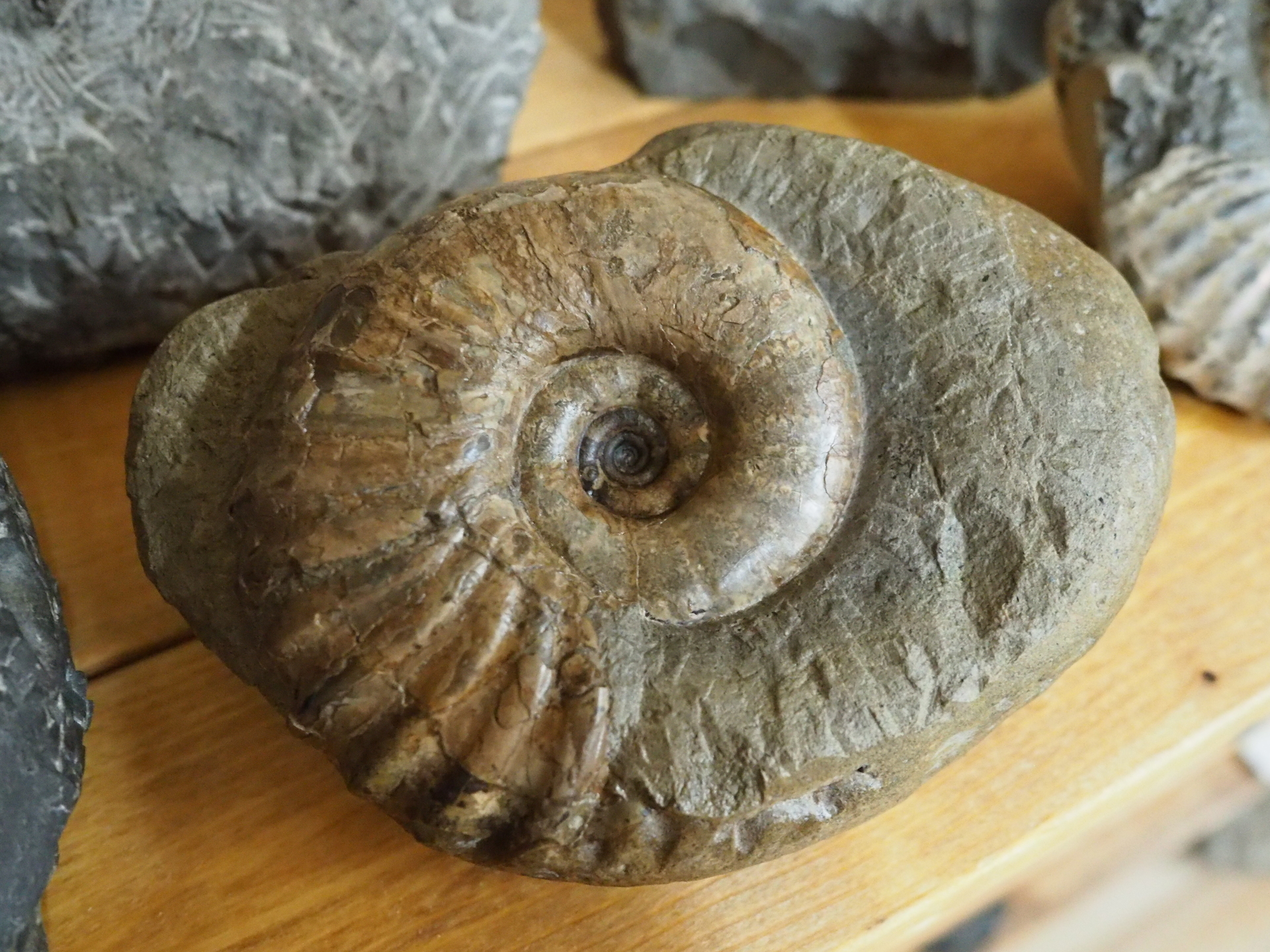 アンモナイト化石 北海道 三笠 アナゴードリセラス アンモナイト化石