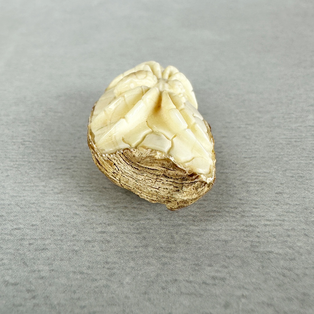 古美術 雨蛙根付 蜘蛛 セイウチ牙