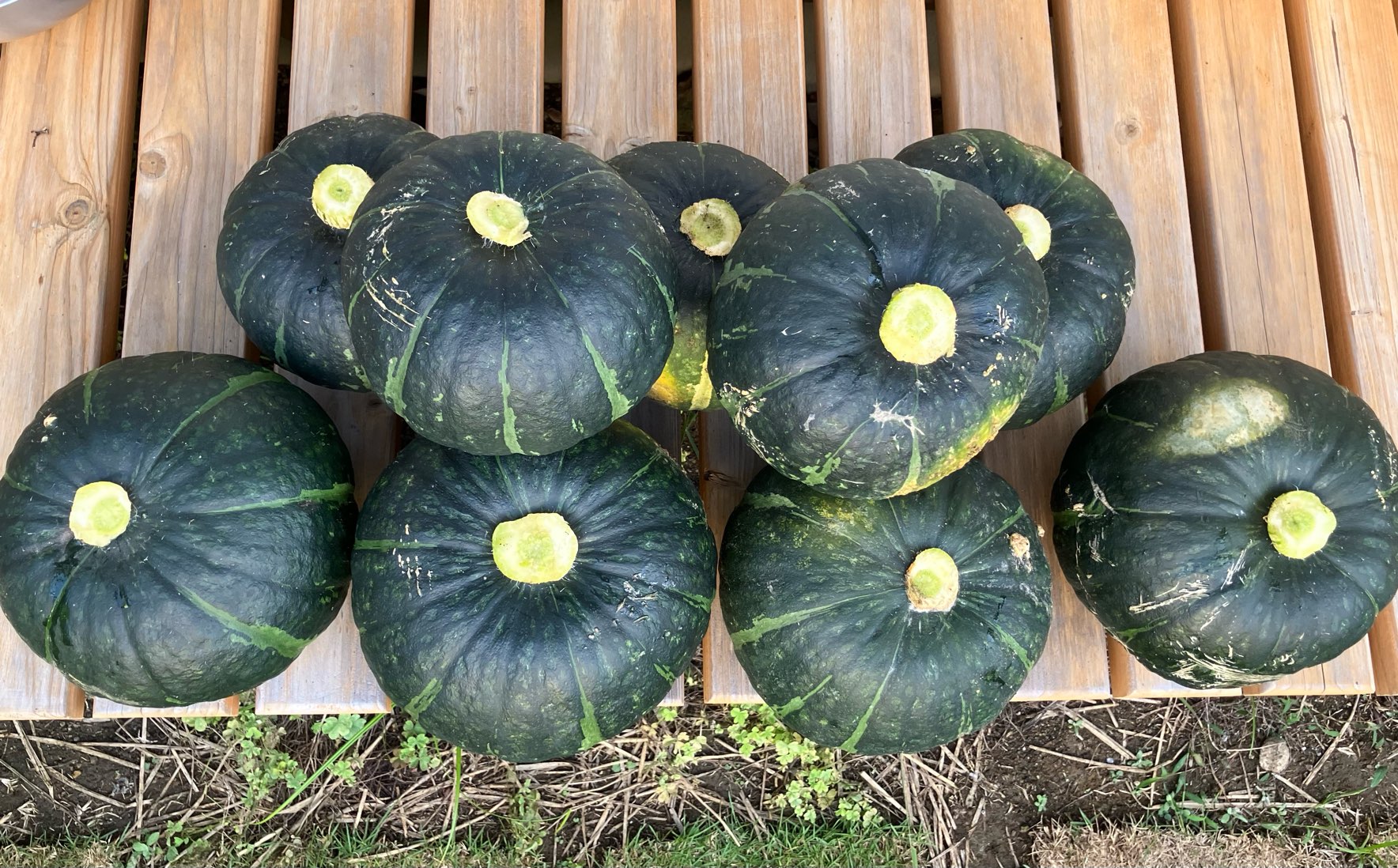 家庭菜園日記：カボチャ［2025年］～うどんこ病耐性のグラッセを栽培