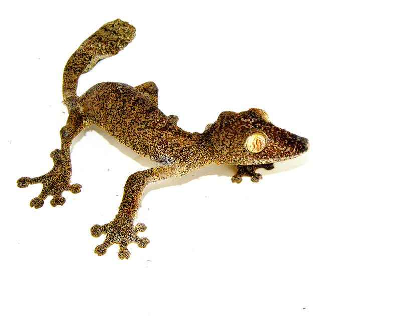 Giant Leaf Tailed Gecko Geckos For Sale | American Reptile
