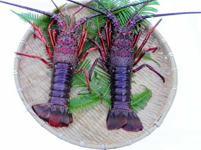 伊勢海老2尾セット（約500g） | 活魚問屋 丸保商店（まるやすしょう