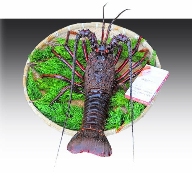 伊勢海老（1尾約500g） | 活魚問屋 丸保商店（まるやすしょうてん