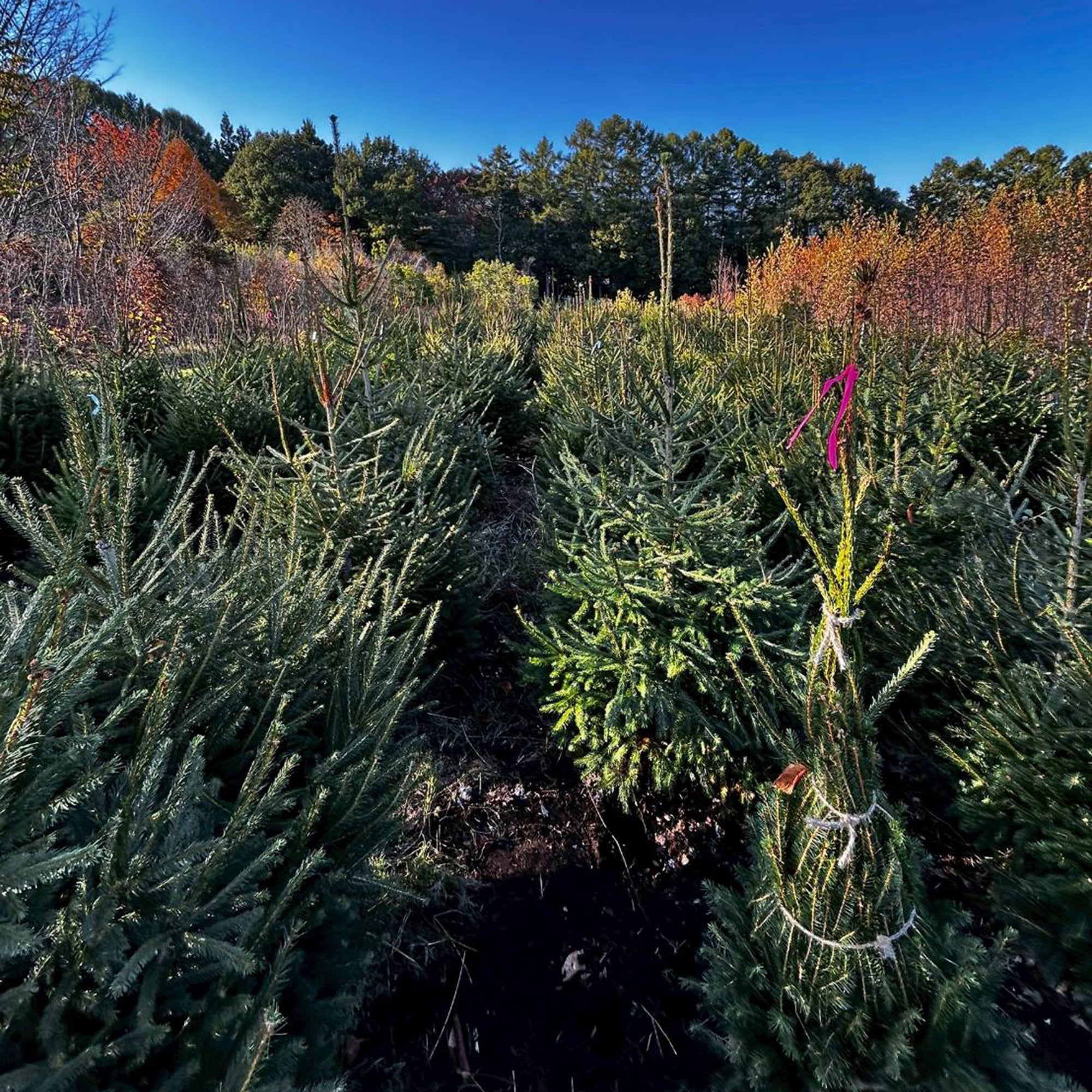 モミ 1.5m – 安藤苗圃
