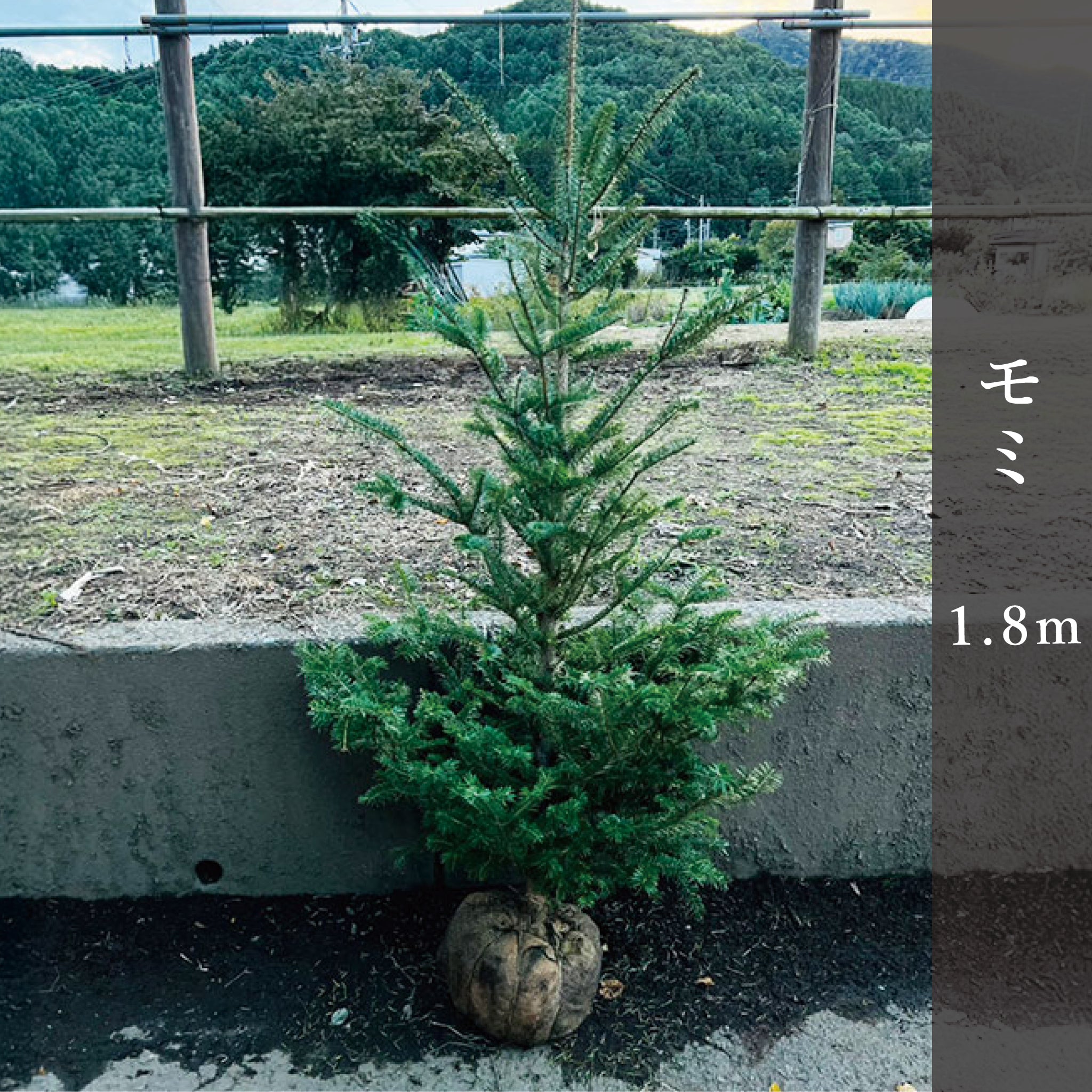 モミ 1.8m – 安藤苗圃