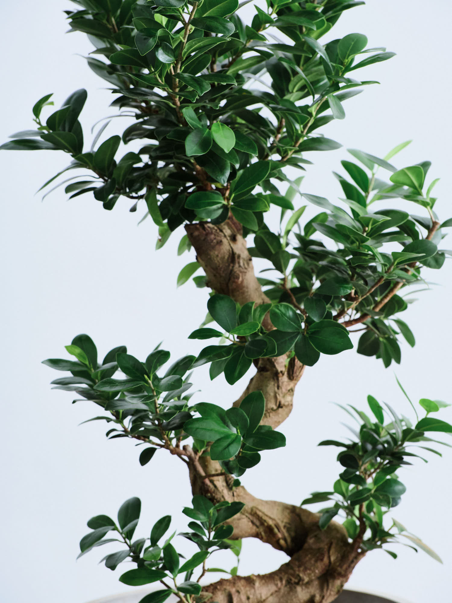 ガジュマル まがり L 昇り龍 | 観葉植物の通販 AND PLANTS (アンド