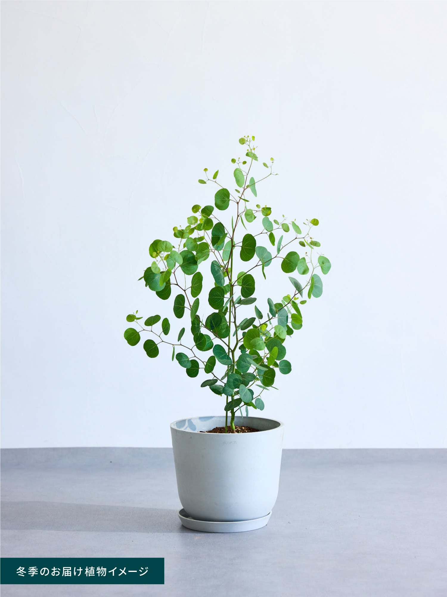 ユーカリ・ポポラス M | 観葉植物の通販 AND PLANTS (アンドプランツ)