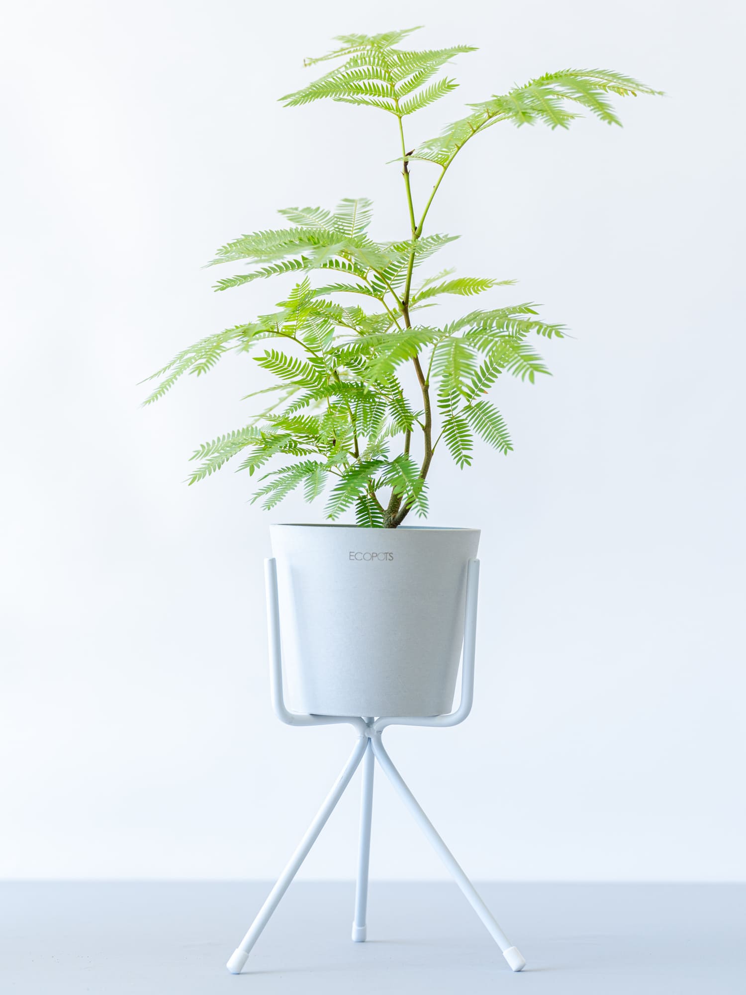 アイアンスタンド・Short - White | 観葉植物・お花の通販 AND PLANTS