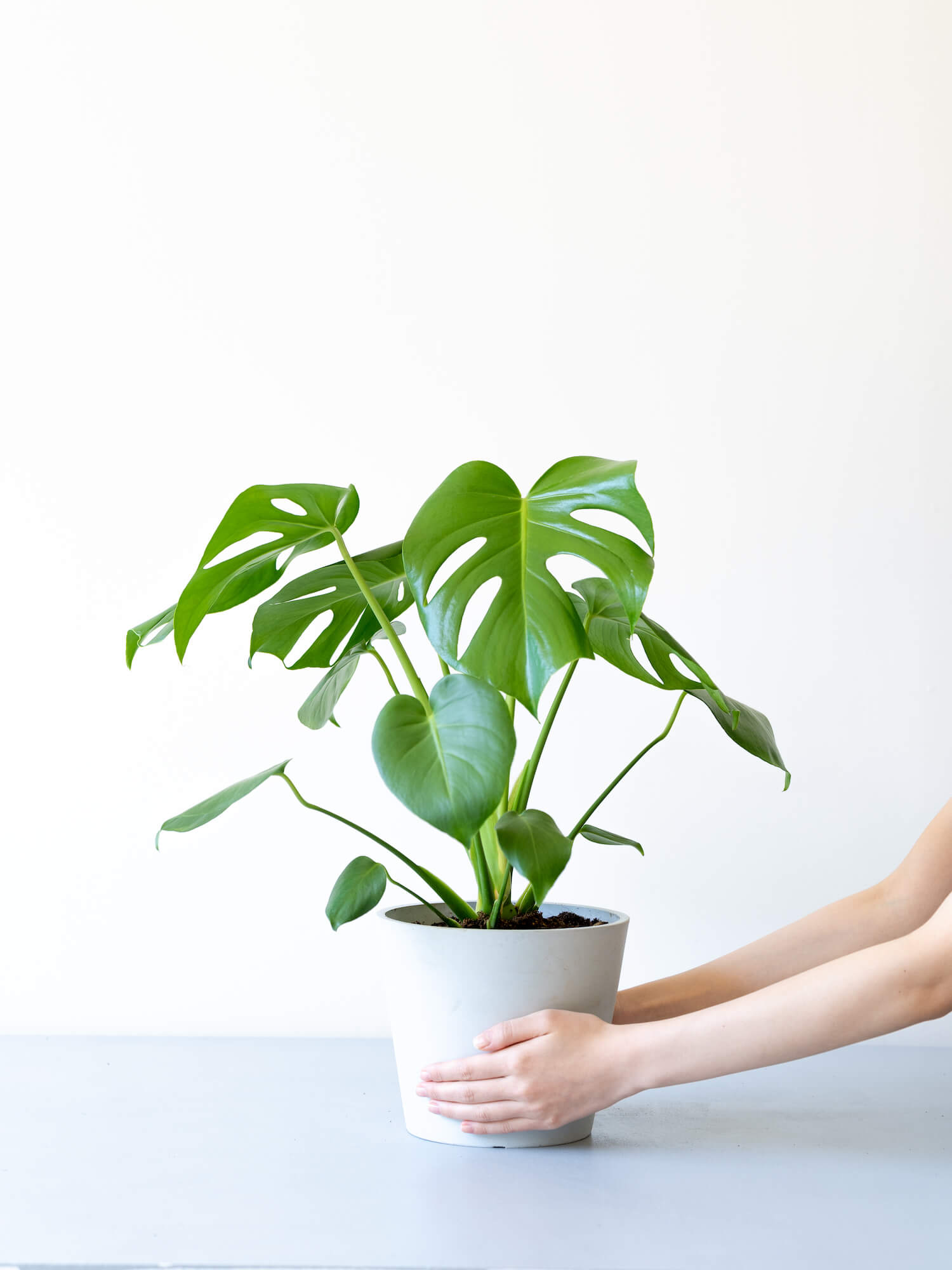 モンステラ・デリシオーサ S | 観葉植物の通販 AND PLANTS (アンド